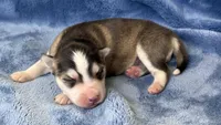 Romeo, a male Pomsky for sale in Winchendon, MA – 2 of 4