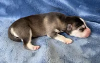 Romeo, a male Pomsky for sale in Winchendon, MA – 3 of 4