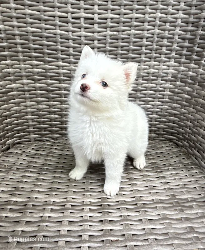 Aster – Pomsky puppy for sale in Winchendon, MA
