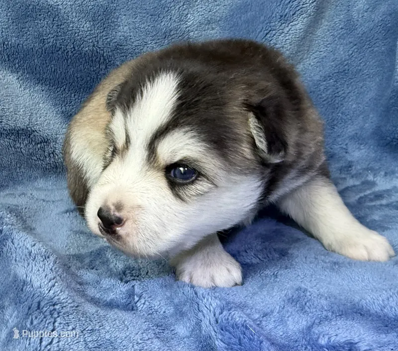 Romeo – Pomsky puppy on hold in Winchendon, MA