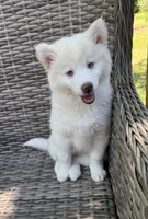 Bluebell, a female Pomsky for sale in Winchendon, MA – 3 of 9