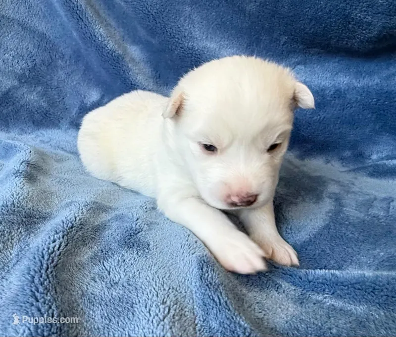 Bluebell – Pomsky puppy for sale in Winchendon, MA