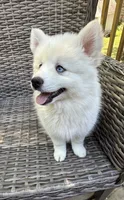 Lotus, a female Pomsky for sale in Winchendon, MA – 2 of 6