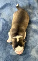 Tybalt, a male Pomsky for sale in Winchendon, MA – 2 of 4