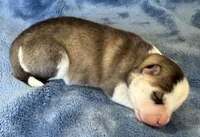 Tybalt, a male Pomsky for sale in Winchendon, MA – 1 of 4
