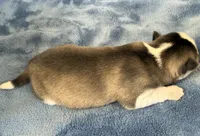 Tybalt, a male Pomsky for sale in Winchendon, MA – 3 of 4