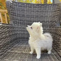 Denali, a male Pomsky for sale in Winchendon, MA – 2 of 5