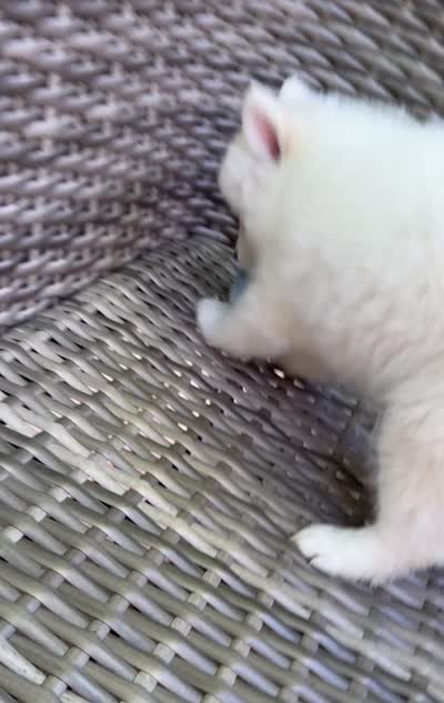 Lotus, a female Pomsky for sale in Winchendon, MA – 7 of 7