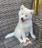 Bluebell, a female Pomsky for sale in Winchendon, MA – 7 of 9