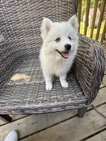 Lotus, a female Pomsky for sale in Winchendon, MA – 6 of 6