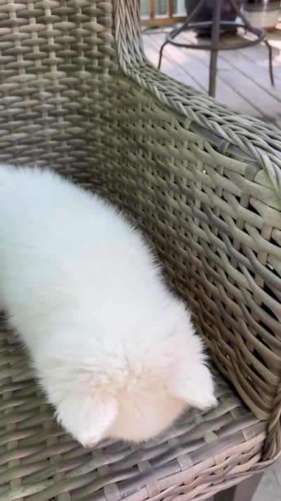 Aster, a male Pomsky for sale in Winchendon, MA – 8 of 8