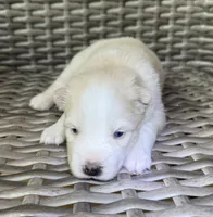 Rosalind, a female Pomsky for sale in Winchendon, MA – 6 of 7