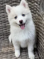 Petunia, a female Pomsky for sale in Winchendon, MA – 1 of 9