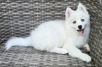 Petunia, a female Pomsky for sale in Winchendon, MA – 6 of 9