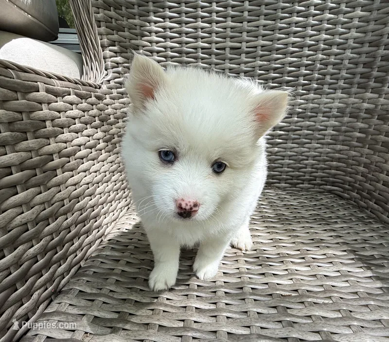 Petunia – Pomsky puppy for sale in Winchendon, MA