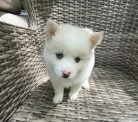 Petunia, a female Pomsky for sale in Winchendon, MA – 5 of 6