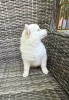 Bluebell, a female Pomsky for sale in Winchendon, MA – 8 of 10