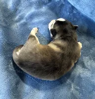 Romeo, a male Pomsky for sale in Winchendon, MA – 4 of 4