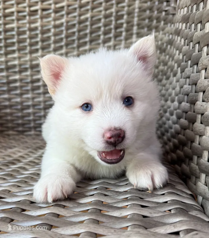 Bluebell – Pomsky puppy for sale in Winchendon, MA