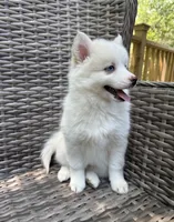 Petunia, a female Pomsky for sale in Winchendon, MA – 7 of 9