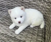 Othello, a male Pomsky for sale in Winchendon, MA – 3 of 3