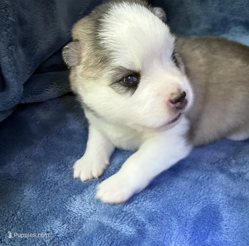 Tybalt – Pomsky puppy for sale in Winchendon, MA
