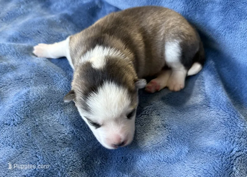 Tybalt – Pomsky puppy for sale in Winchendon, MA