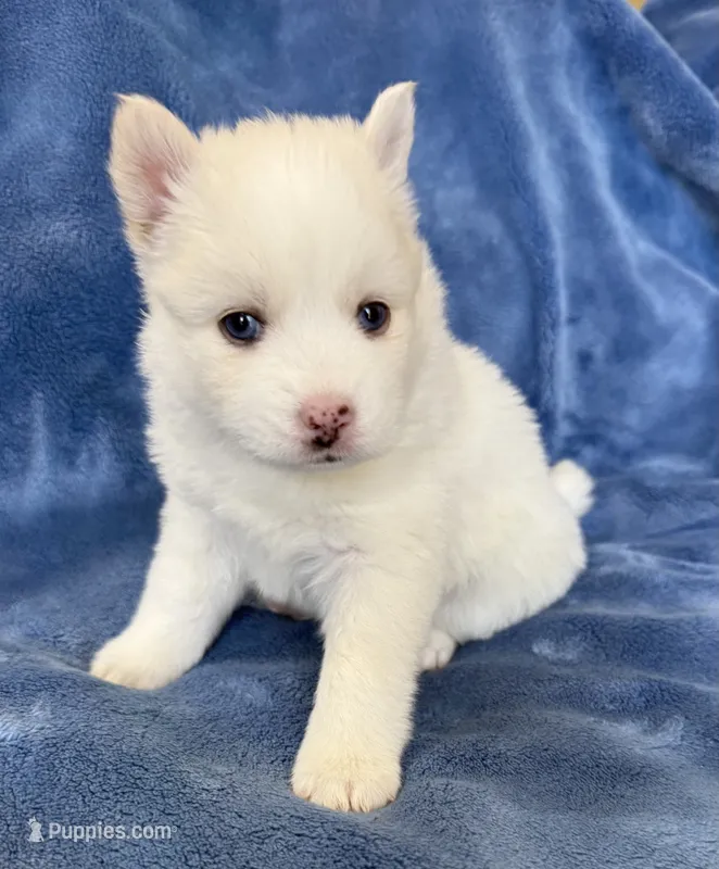 Petunia – Pomsky puppy for sale in Winchendon, MA