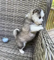 Tybalt, a male Pomsky for sale in Winchendon, MA – 7 of 10