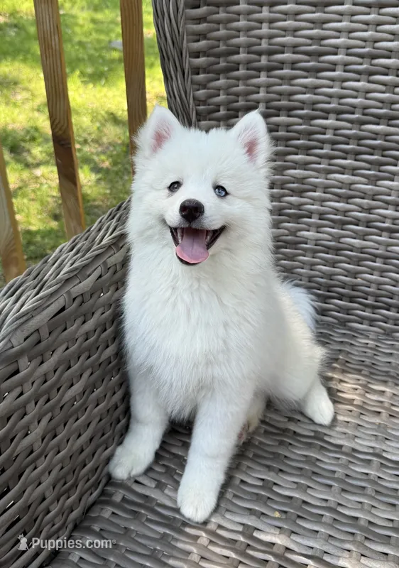 Lotus – Pomsky puppy for sale in Winchendon, MA