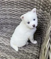 Ophelia, a female Pomsky for sale in Winchendon, MA – 5 of 5
