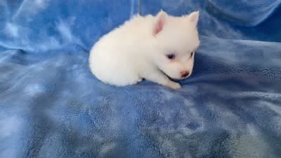 Aster, a male Pomsky for sale in Winchendon, MA – 4 of 4