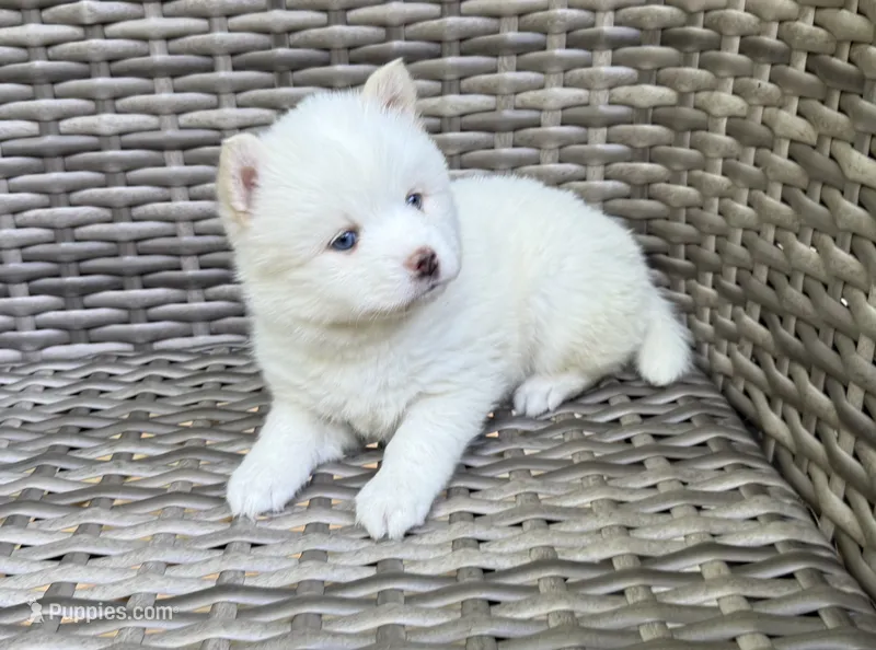 Othello – Pomsky puppy for sale in Winchendon, MA