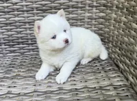 Othello, a male Pomsky for sale in Winchendon, MA – 1 of 3