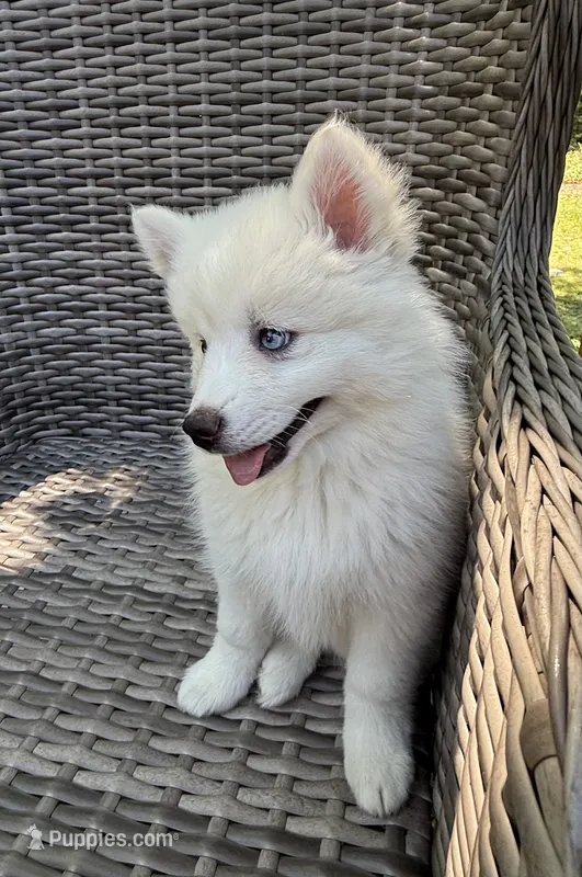 Lotus – Pomsky puppy for sale in Winchendon, MA
