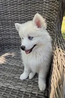 Lotus, a female Pomsky for sale in Winchendon, MA – 1 of 6