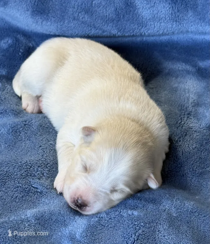 Rosalind – Pomsky puppy for sale in Winchendon, MA