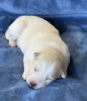 Rosalind, a female Pomsky for sale in Winchendon, MA – 7 of 7