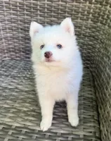 Aster, a male Pomsky for sale in Winchendon, MA – 2 of 8