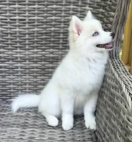 Petunia, a female Pomsky for sale in Winchendon, MA – 4 of 9