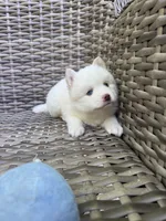 Othello, a male Pomsky for sale in Winchendon, MA – 2 of 3