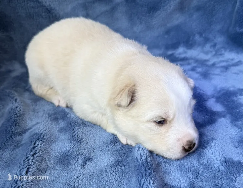 Rosalind – Pomsky puppy for sale in Winchendon, MA