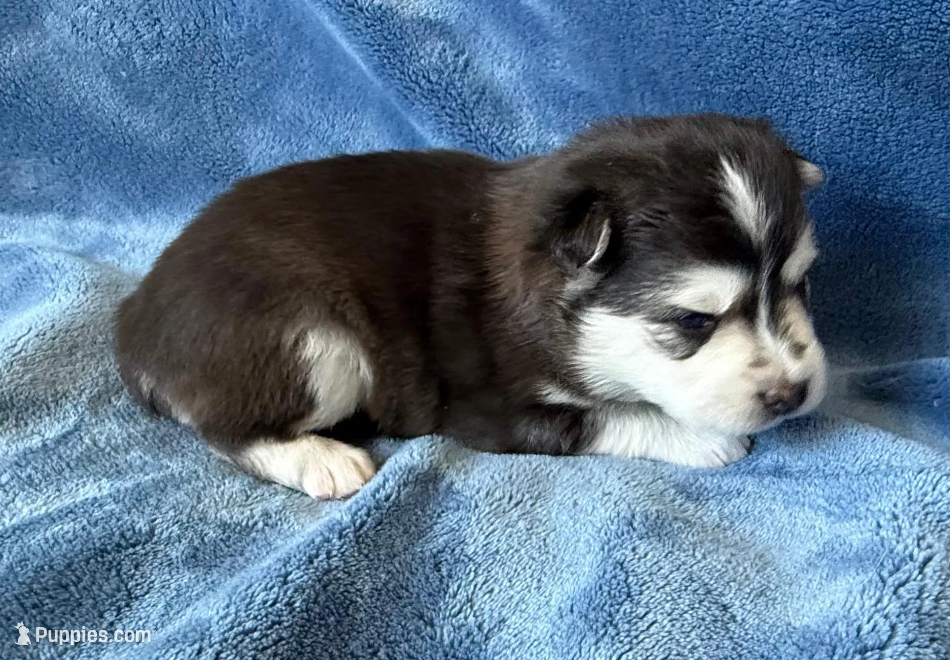 Poppy, a male Pomsky for sale in Winchendon, MA – 4 of 5