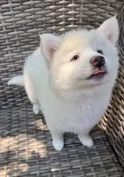 Bluebell, a female Pomsky for sale in Winchendon, MA – 4 of 9