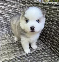 Tybalt, a male Pomsky for sale in Winchendon, MA – 5 of 10