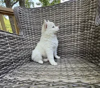 Bluebell, a female Pomsky for sale in Winchendon, MA – 2 of 10