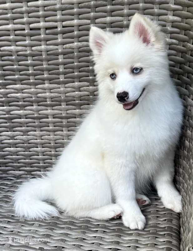Petunia – Pomsky puppy for sale in Winchendon, MA