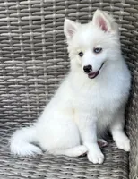 Petunia, a female Pomsky for sale in Winchendon, MA – 1 of 9