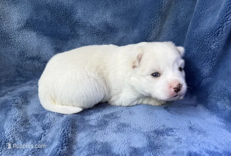 Ophelia – Pomsky puppy for sale in Winchendon, MA