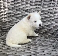 Rosalind, a female Pomsky for sale in Winchendon, MA – 2 of 7
